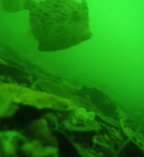 若狭本郷・金丸渡船の海底は貝殻がいっぱい。